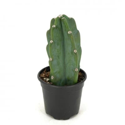 Cereus jamacaru 'Cuddly Cactus'