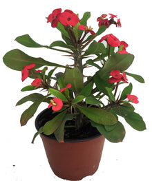 Euphorbia milii 'Crown of thorns'