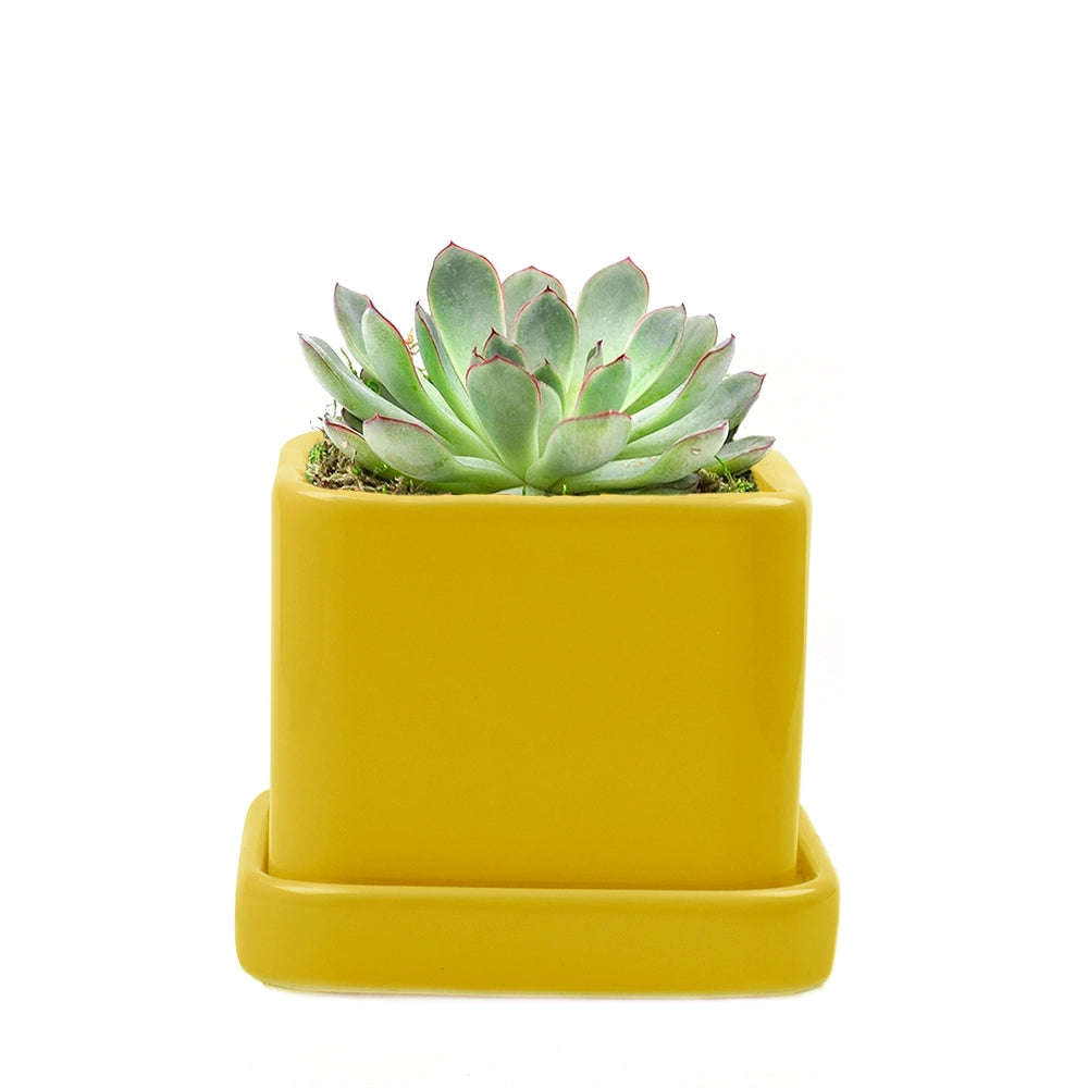 Svek Cube and Saucer