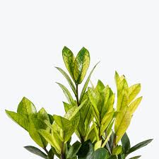 Zamioculcas zamiifolia ‘Chameleon’