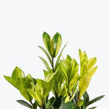 Zamioculcas zamiifolia ‘Chameleon’