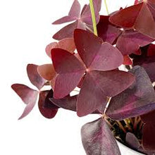 Load image into Gallery viewer, Oxalis ‘Shamrock’
