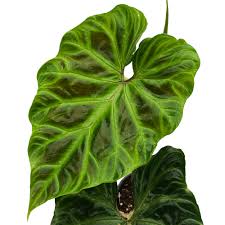Philodendron 'Verrucosum'