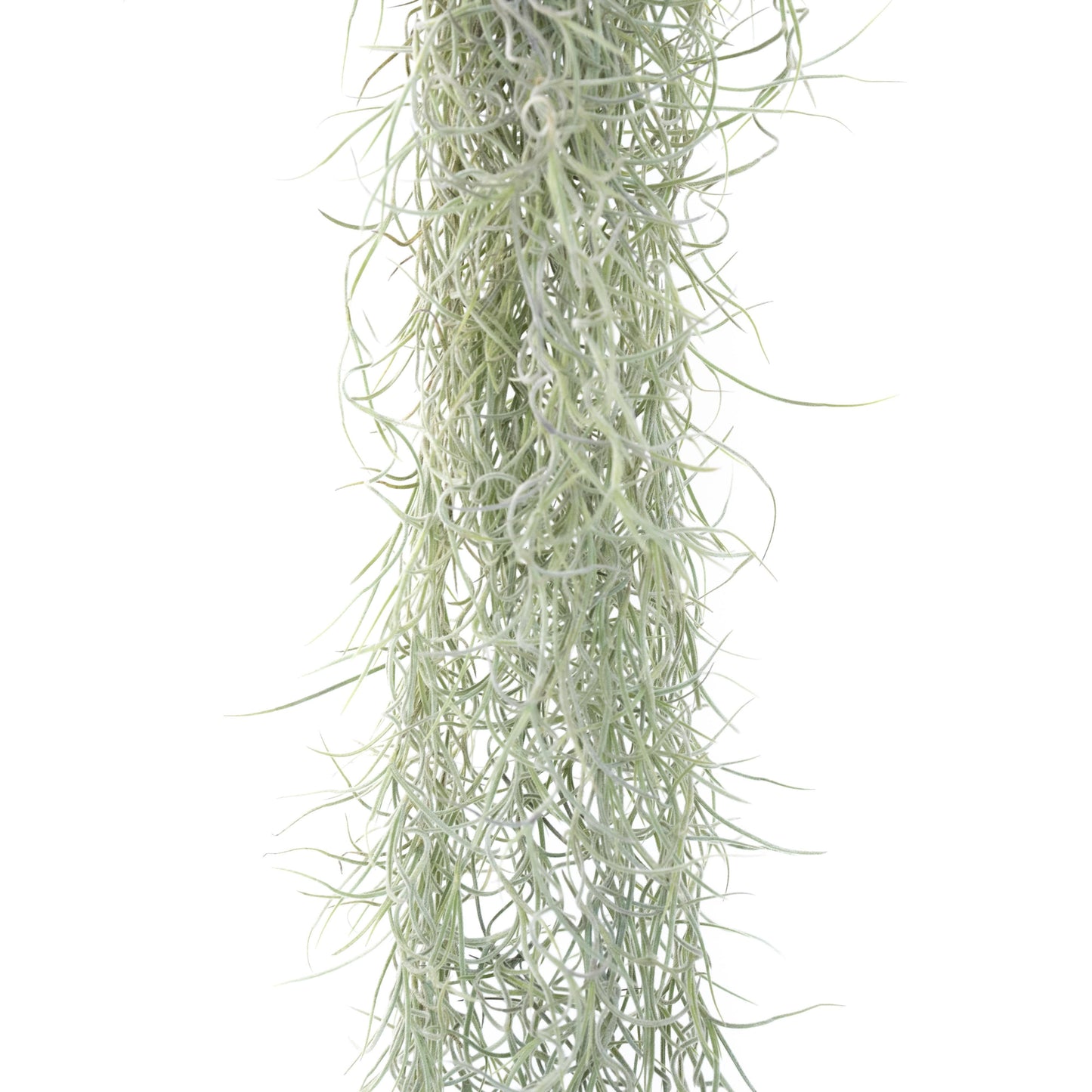 Tillandsia Usneoides 'Spanish Moss'