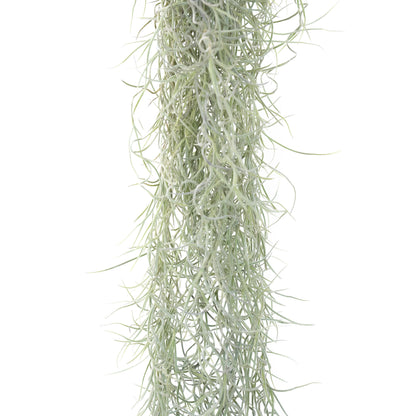 Tillandsia Usneoides 'Spanish Moss'