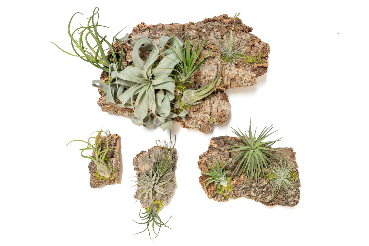 Air Plant Cork Bark Displays