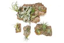 Air Plant Cork Bark Displays