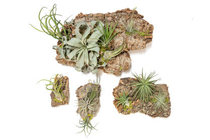 Air Plant Cork Bark Displays