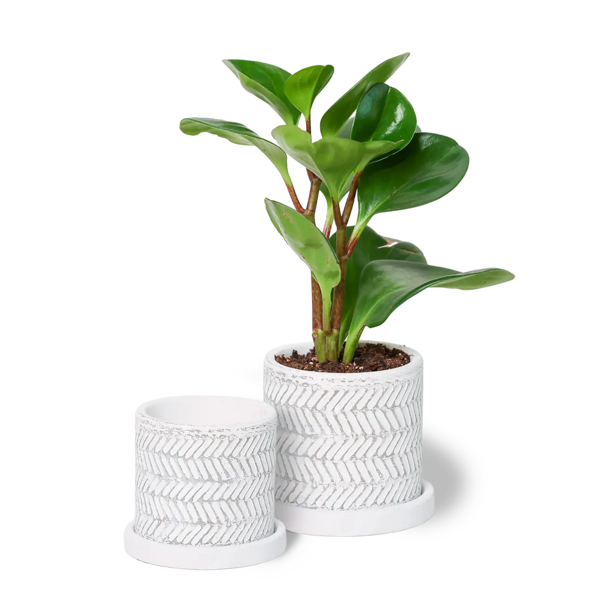 Big Balter Pot & Saucer