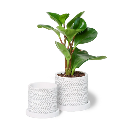 Big Balter Pot & Saucer