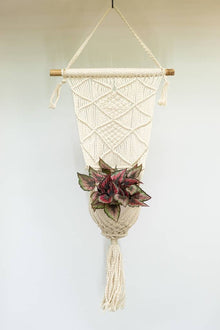 Macrame Cotton Plant Hanger - 38 in.