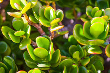 Crassula Ovata 'Jade Plant'