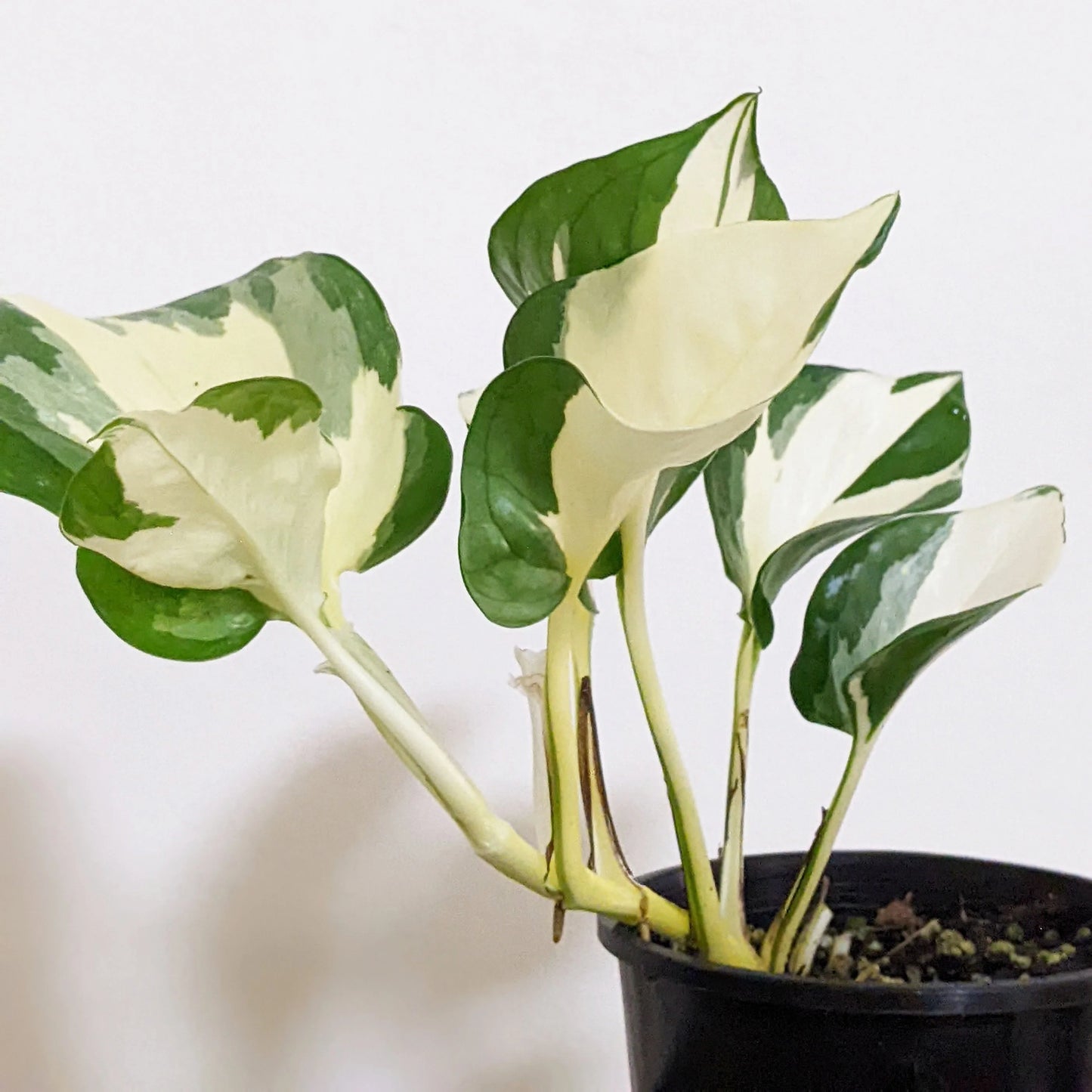 Epipremnum pinnatum 'Manjula'