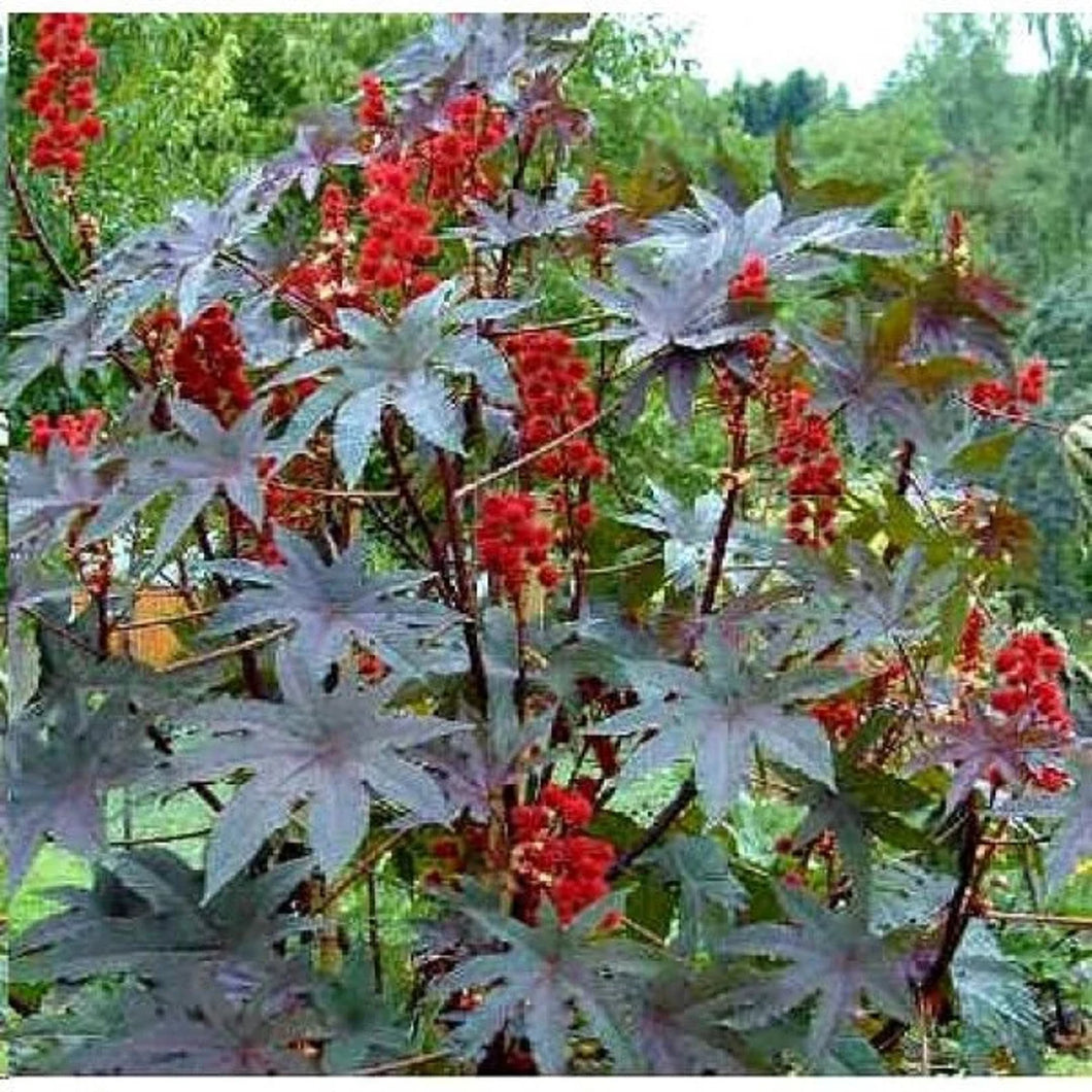 Flower, Gibsonii Castor Bean Seed