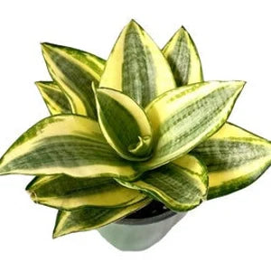 Sansevieria 'Sunshine Star'