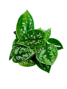 Scindapsus ‘Satin Pothos’