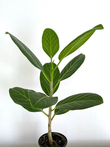 Ficus Benghalensis ‘Ficus Audrey’