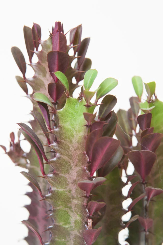 Euphorbia Trigona Rubrum 'Red African Milk Tree'