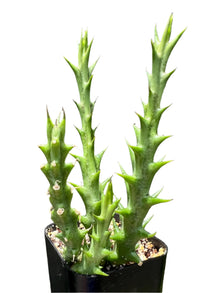 Orbea caudata 'Star Orbea'