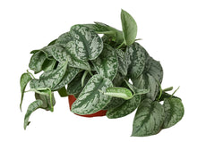 Scindapsus pictus ‘Exotica’