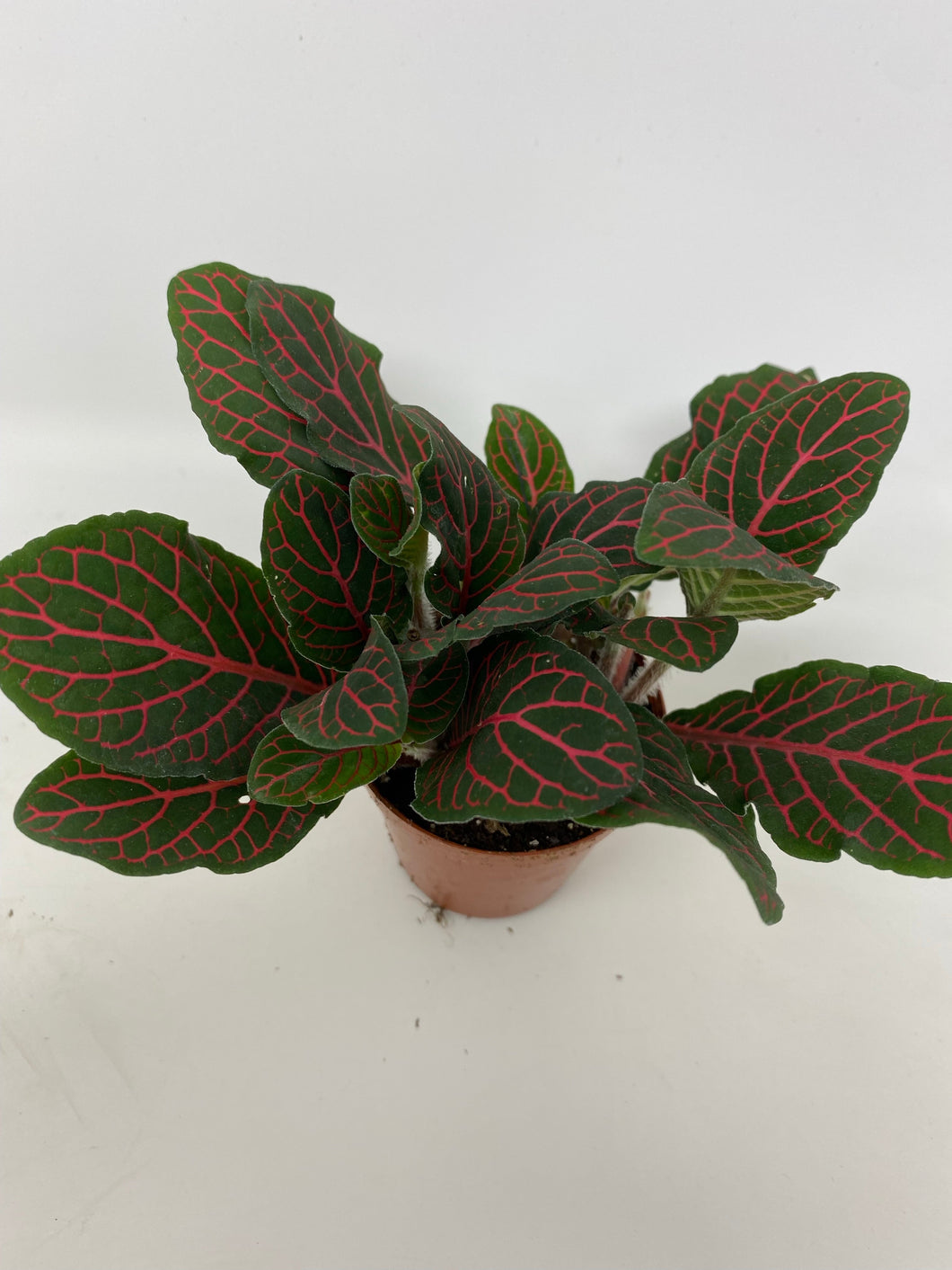 Fittonia Albivenis  'Red Nerve Plant’
