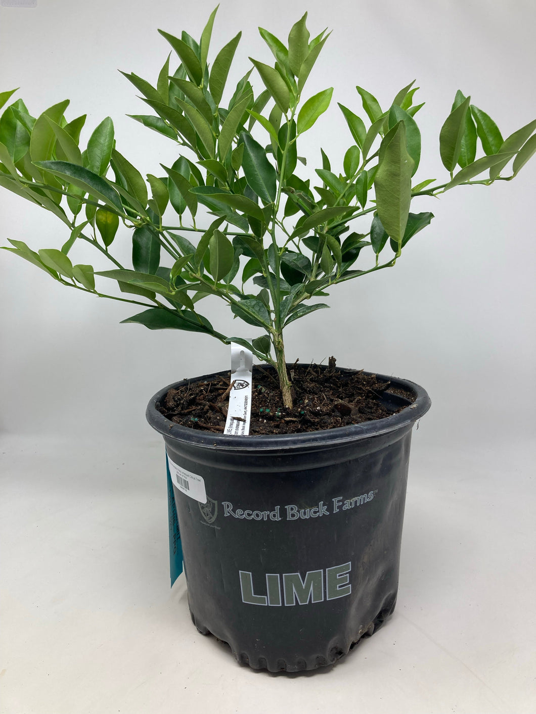 Citrus 'Key Lime Tree'