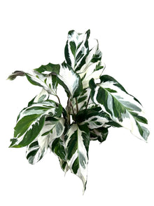 Calathea 'Stella'