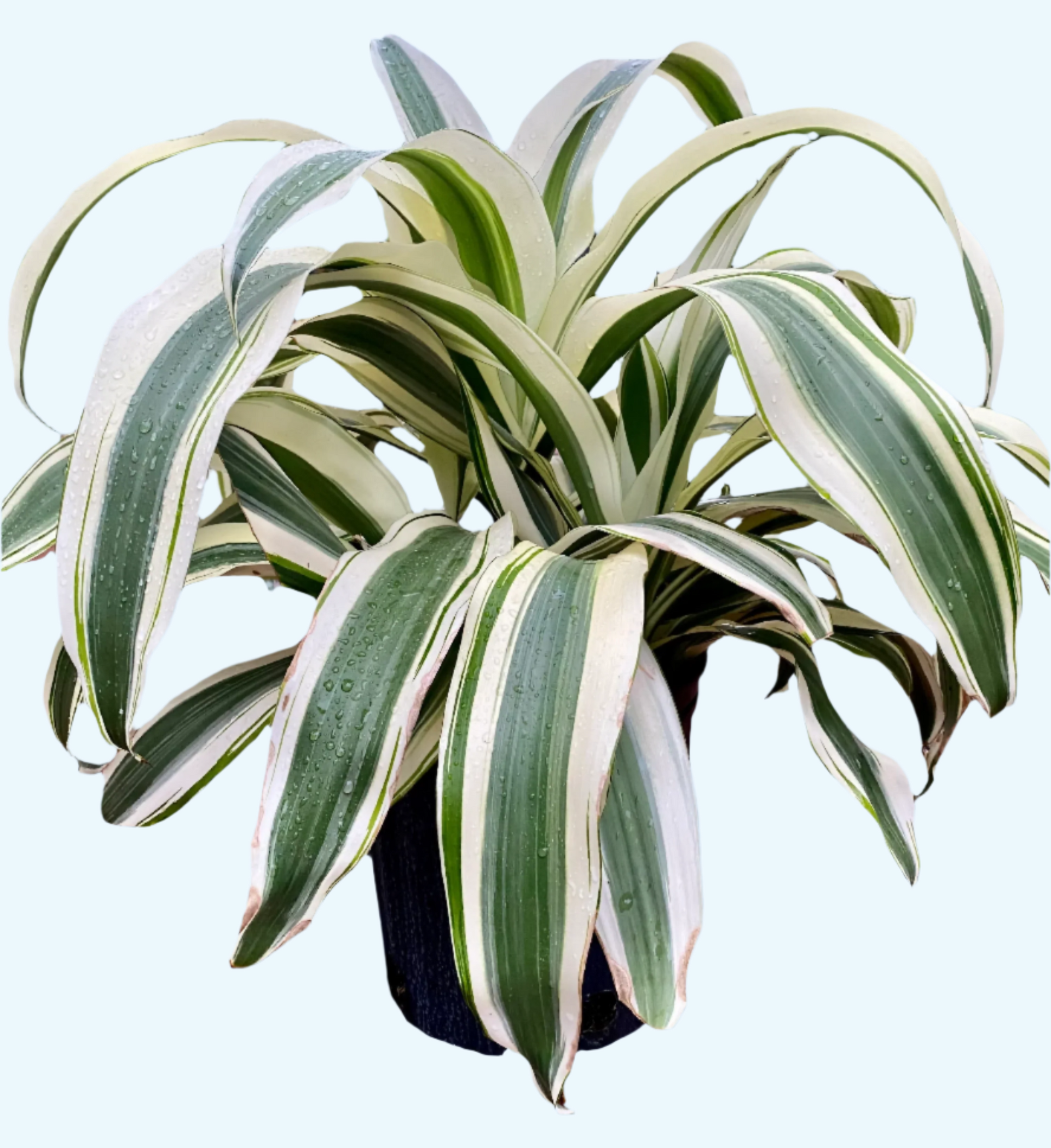 dracaena white Dracaena 'White Aspen'