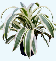 Dracaena 'White Aspen'