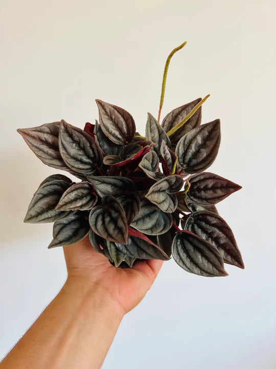 Peperomia 'Mendoza'
