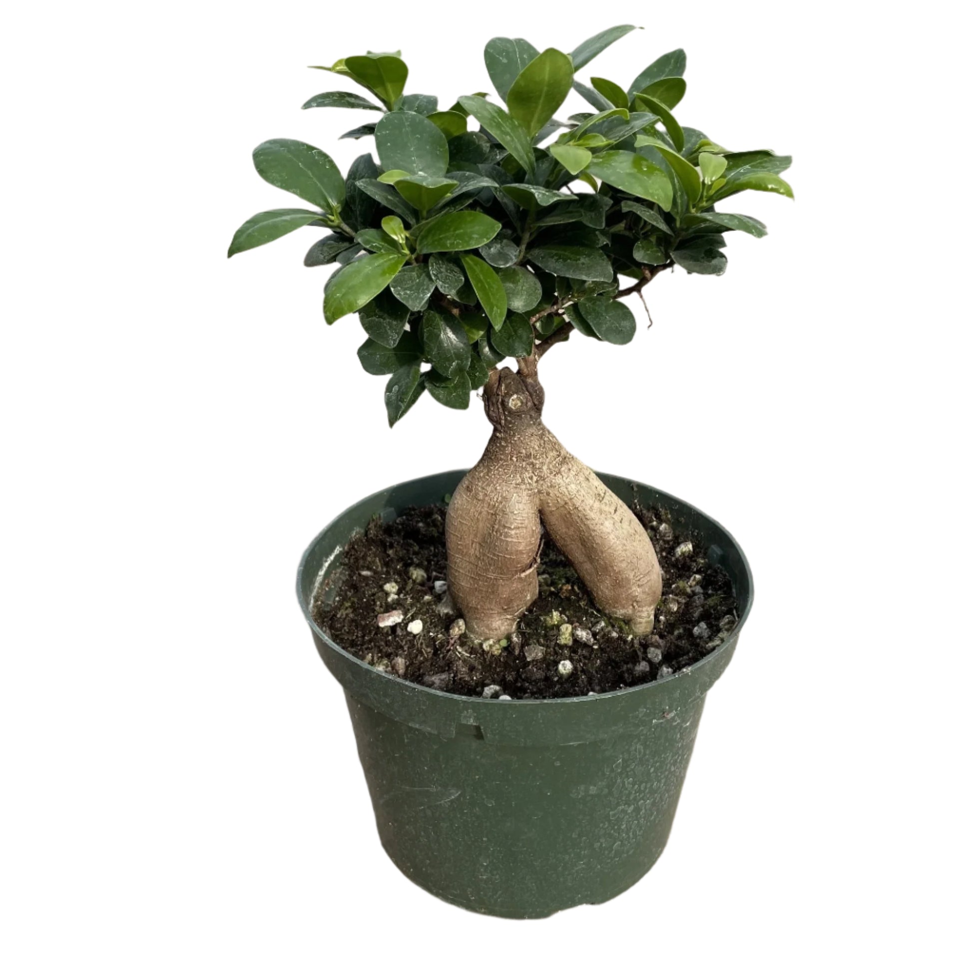 bonsai tree lidl Ficus Retusa ‘Microcarpa Ginseng’