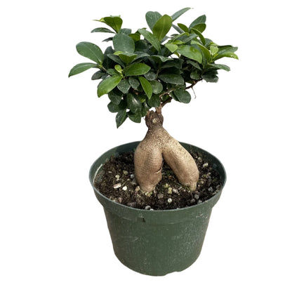 Ficus Retusa ‘Microcarpa Ginseng’