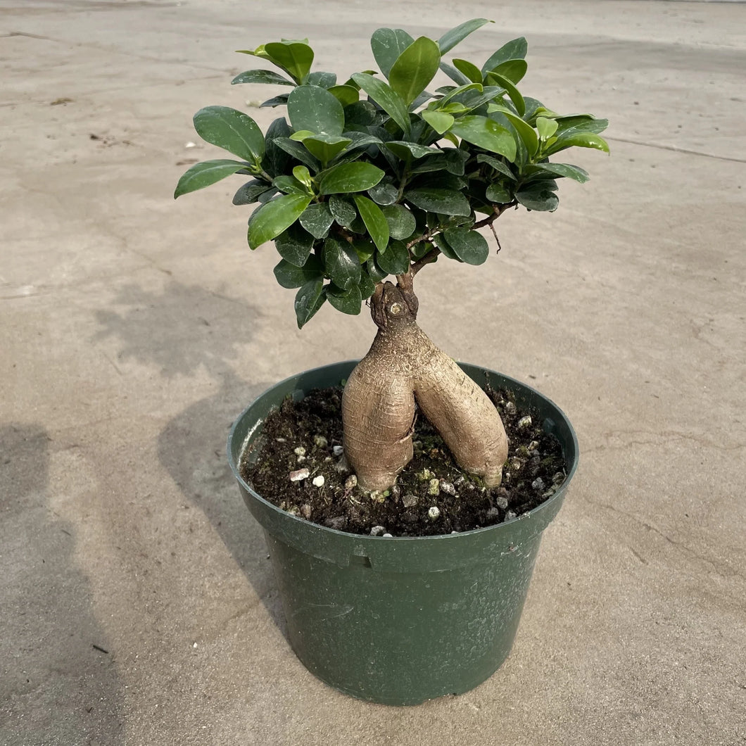 Ficus Retusa ‘Microcarpa Ginseng’