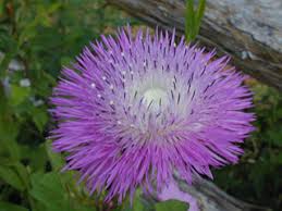 Flower, American Basketflower Seeds