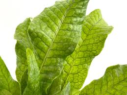 Microsorum musifolium 'Crocodile Fern'