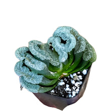 Haworthia 'Hybrids'