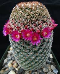 Mammillaria matudae 'Thumb Cactus'