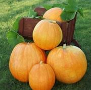 Pumpkin, Big Max Seeds