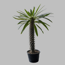Pachypodium lamerei ‘Madagascar Palm’