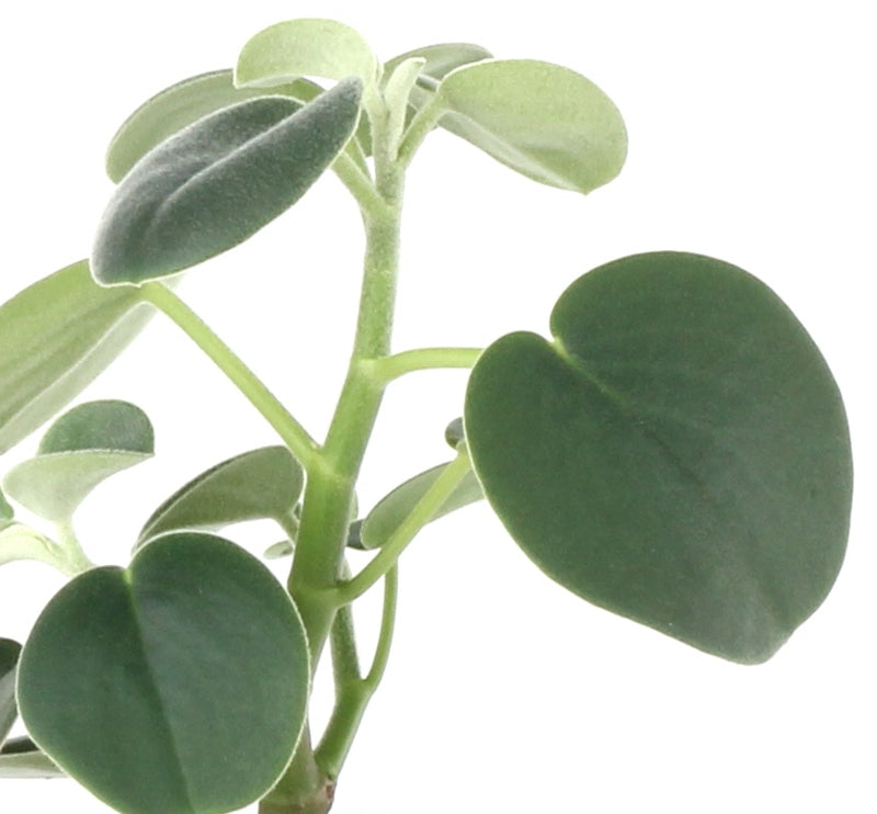 Peperomia incana 'Felted Peperomia'