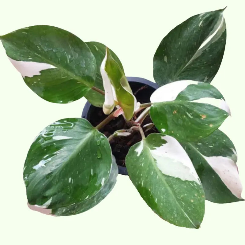 Philodendron 'White Knight'