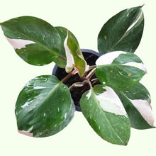 Philodendron 'White Knight'