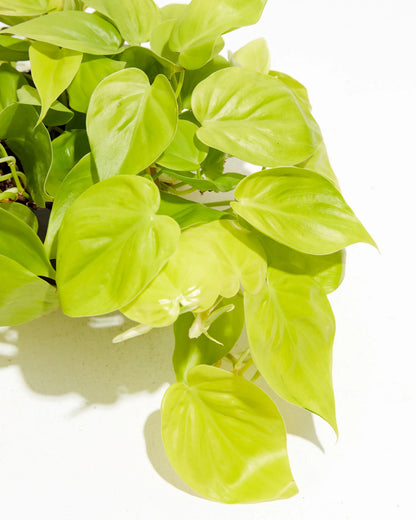 Philodendron Cordatum 'Lemon Heart Leaf'