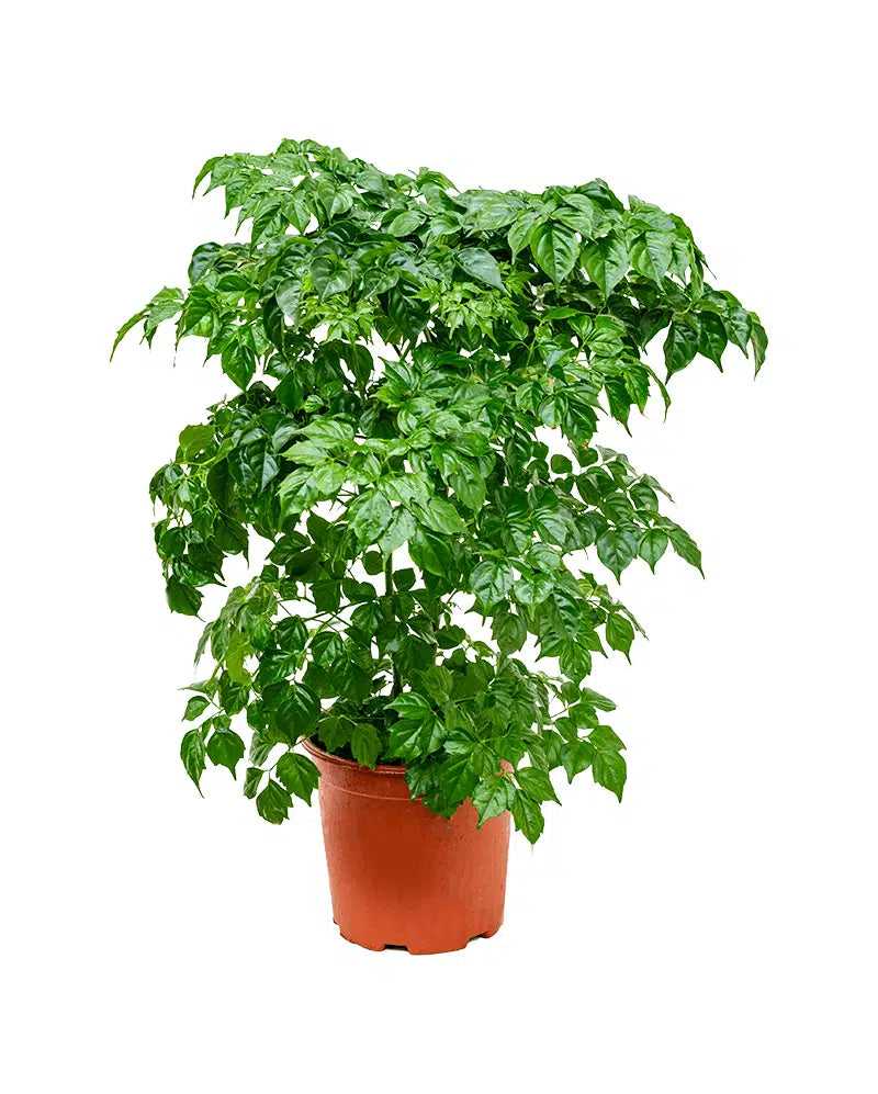 Radermachera Sinica ‘Serpent Tree’