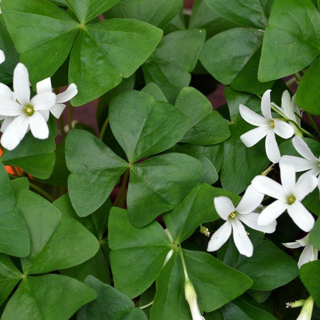 Oxalis ‘Shamrock’