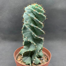 Cereus forbesii 'Spiralis'
