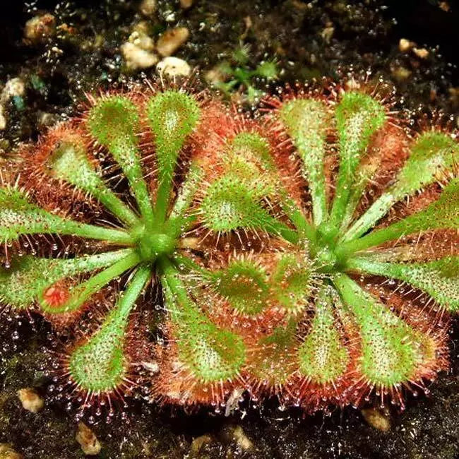 Drosera  ‘Sundew Carnivorous Plant’