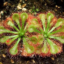 Drosera  ‘Sundew Carnivorous Plant’