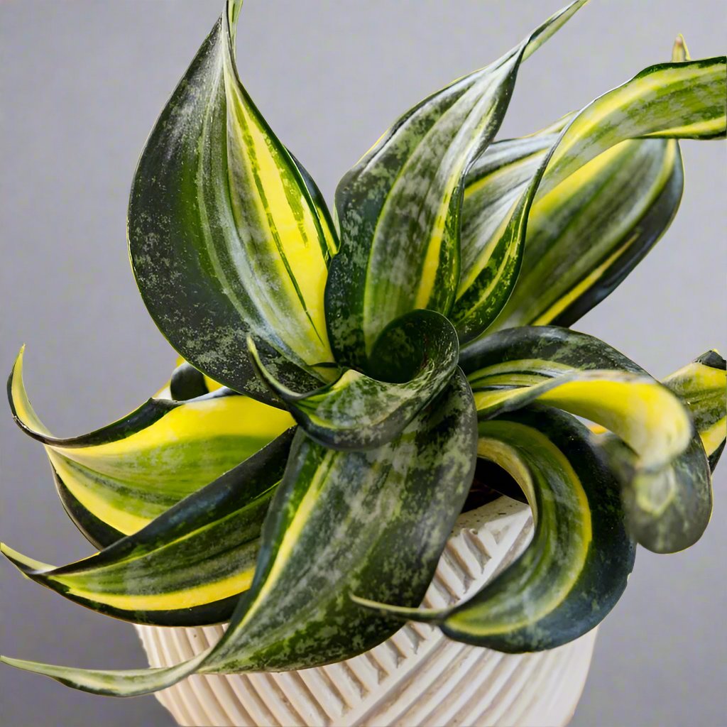 Sansevieria 'Spiral Star'