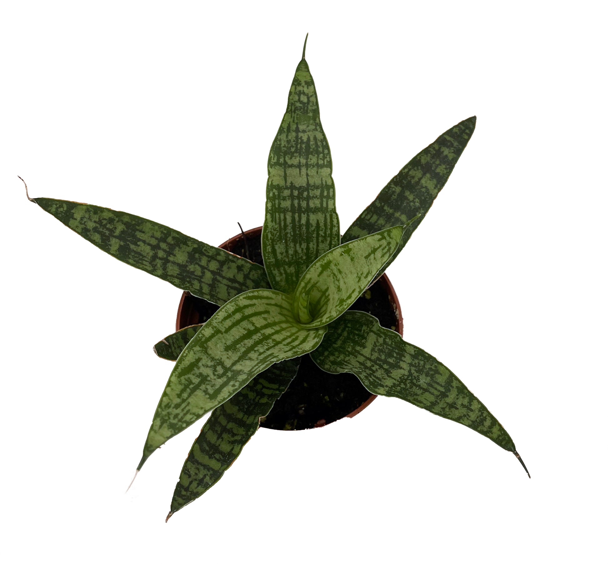 plants of steel sansevieria Sansevieria 'Silver Steel'